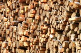 Miškų šalis Lietuva: miškų daugėja – medienos sektoriaus profesionalų nuolat trūksta