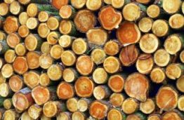 Miškų šalis Lietuva: miškų daugėja – medienos sektoriaus profesionalų nuolat trūksta