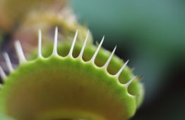 Lietuvio chemiko sprintas Airijoje: užsienio žiniasklaida teršalus gaudantį atradimą sulygino su vabzdžiaėdžiu augalu