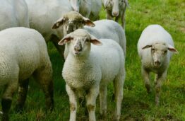 Avių vilnos keratinas žaizdų gydymui – naujas KTU ir partnerių projektas