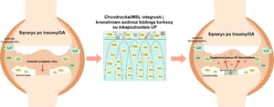 Karkaso panaudojimo gydymui schema