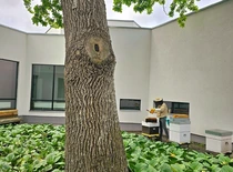 Aviliai ant KTU MIDF stogo