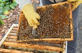 Bitės universitete: nuo modernių avilių iki išskirtinių bitininkų kostiumų