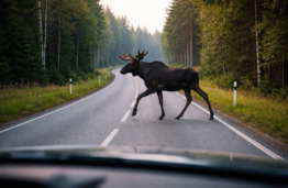 Lietuvos keliuose – išmani sistema: padės išvengti susidūrimo su gyvūnais